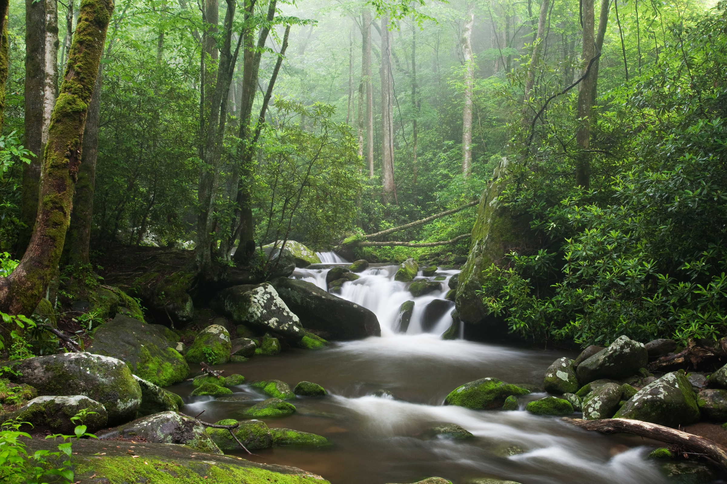 great smoky mountains national park, tennessee (2).webp